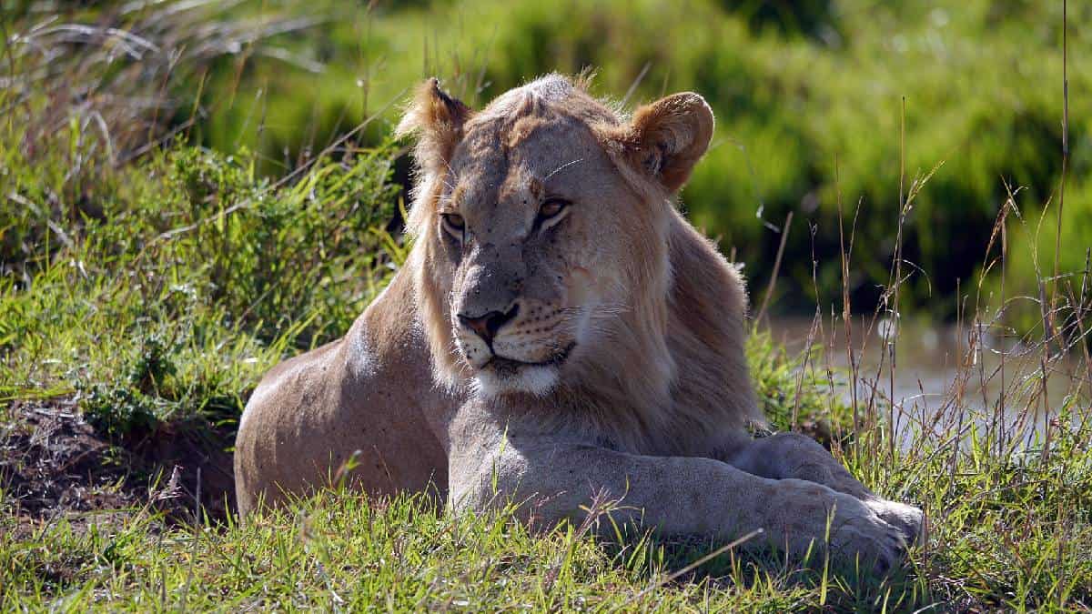 León desata pánico en Nairobi al alejarse del parque nacional