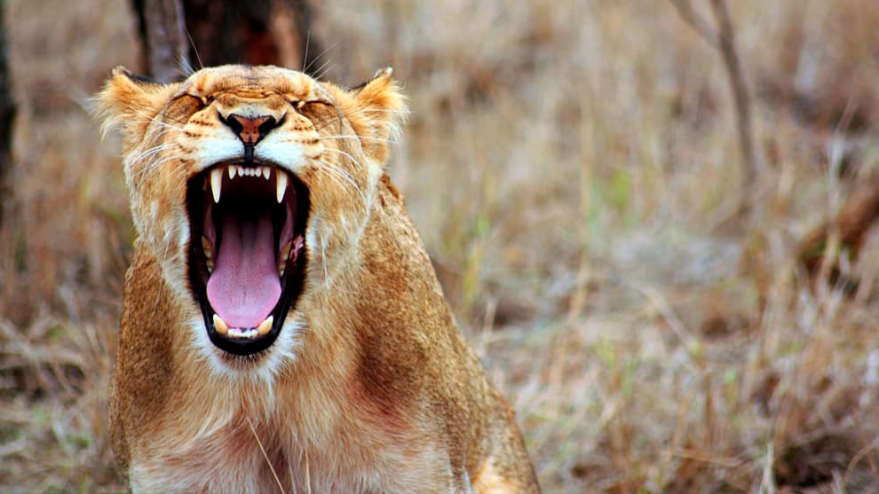 leones atacan a su cuidador en Sudáfrica