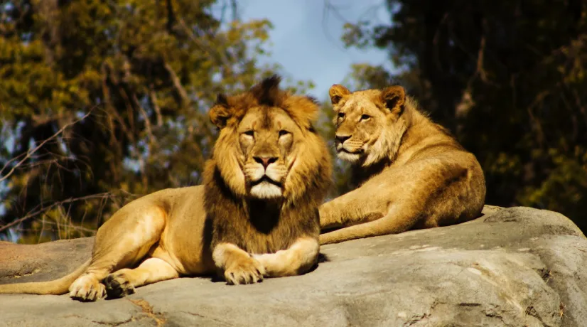 Imagen de referencia tomada de Unsplahs Pastor pretendía convertir leones al cristianismo