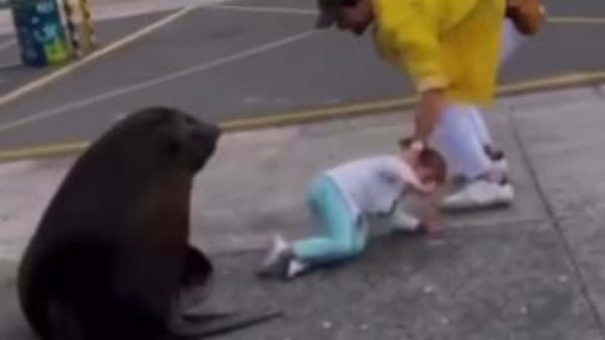 León marino cerca de atacar a una niña