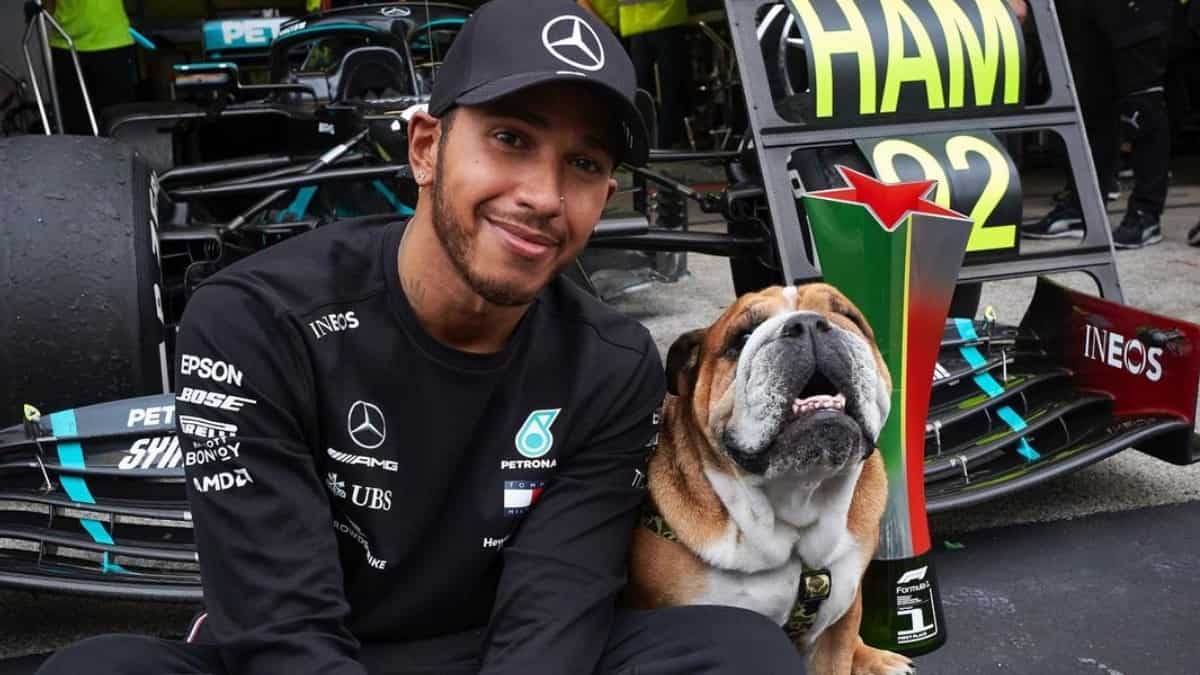 Lewis Hamilton enfrentaría problemas con la ley por volver a su perro vegano