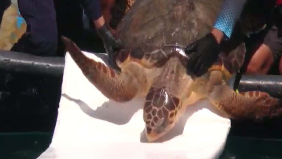 Liberación de tortugas en el mar caribe