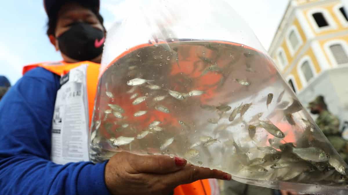Liberación de bocachicos en Girardot