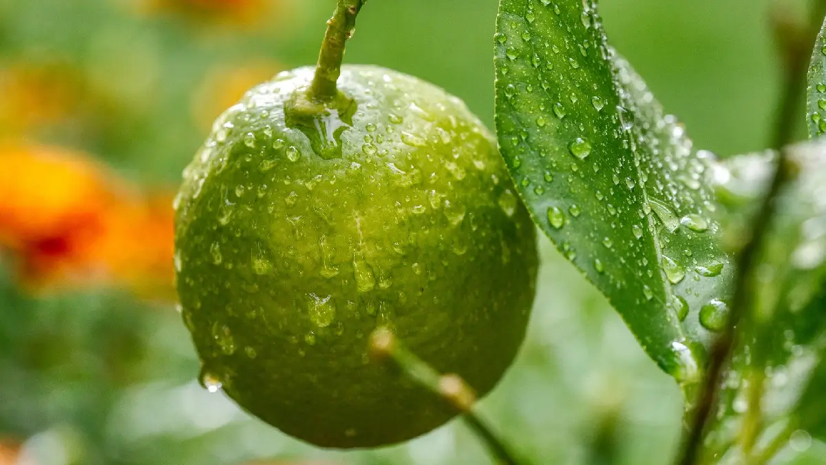 Limon