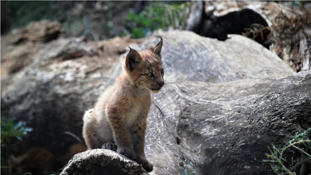 Nace el primer lince boreal en un siglo