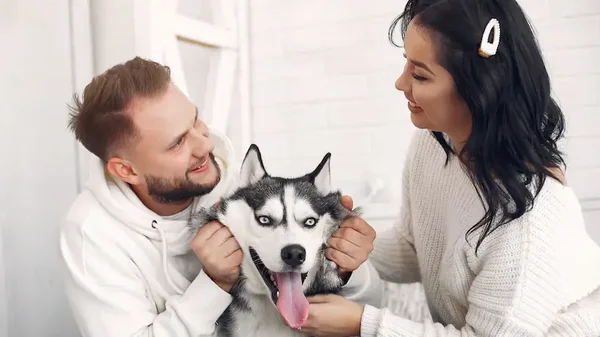 Esto es lo que cubren los seguros para mascotas en Colombia