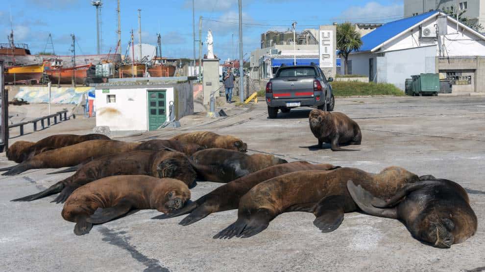 Lobos marinos se adueñan de las calles de Mar de la Plata, en Argentina