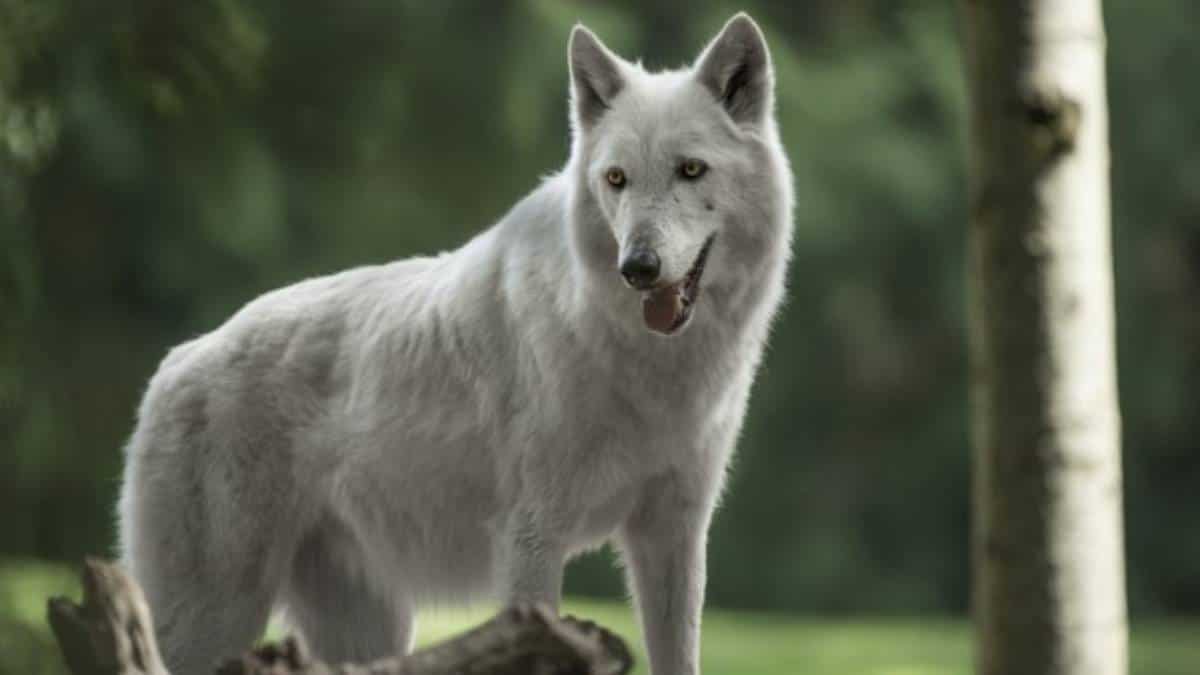 Los lobos ya no serán una especie protegida en Estados Unidos