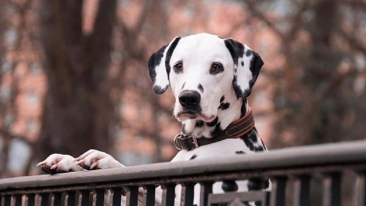 Los perros lloran cuando ven a sus dueños