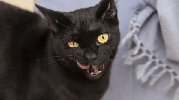 ¿Por qué algunas personas no son del agrado de los gatos? Estos son los factores que influyen ¿Por qué algunas personas no son del agrado de los gatos? Estos son los factores que influyen