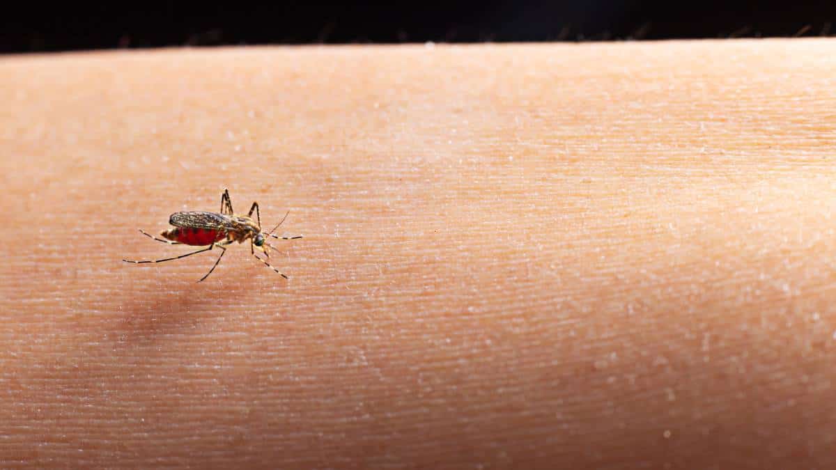 Muertes por malaria serán más altas que las de covid-19 en África subsahariana: OMS