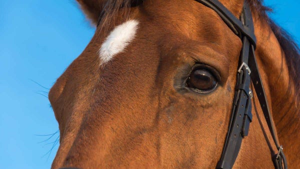 Maltrato animal: encuentran 25 caballos en un camión, cuatro murieron