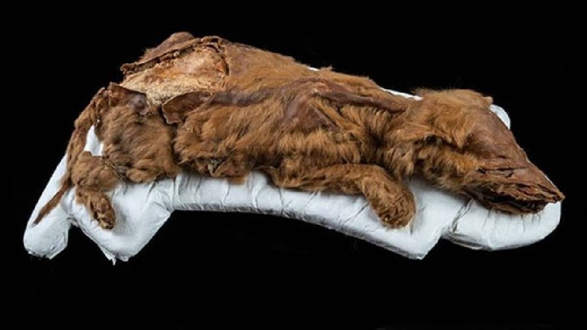 Hallan lobo cachorro que perduró congelado por más de 57.000 años