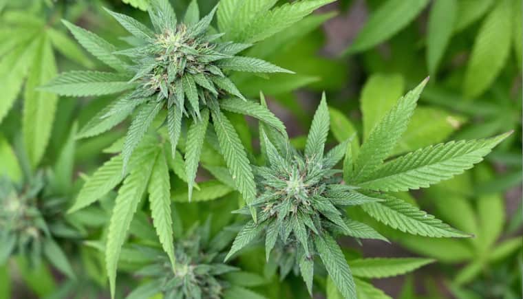 Aceites, jabones y otros productos se pueden elaborar con marihuana. Foto: AFP