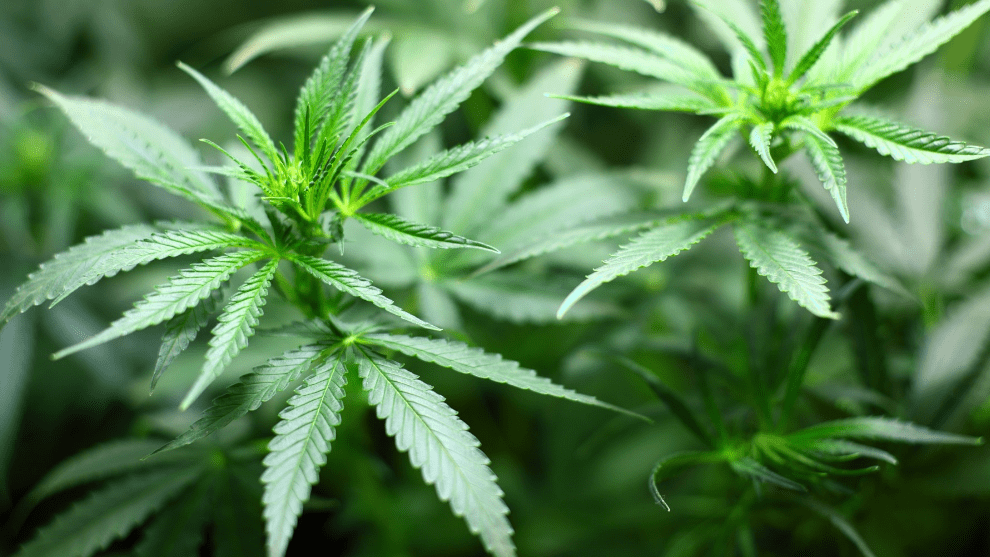 Proponen legalizar el consumo recreativo de marihuana en Colombia