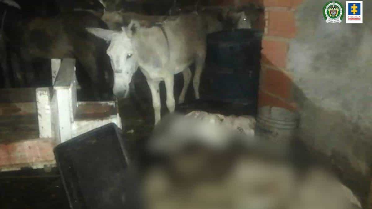 Desmantelan matadero ilegal que comercializaba carne de burro y caballo en Barranquilla