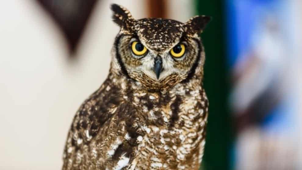 Mataron un búho a pedradas pensando que era una bruja