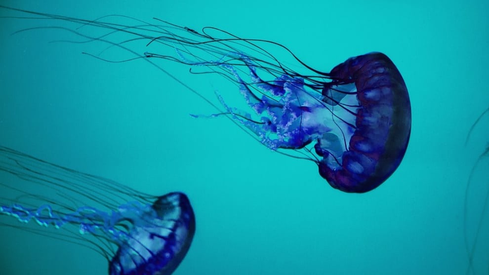 Gracias al aislamiento medusa fue avisada en los canales de Venecia