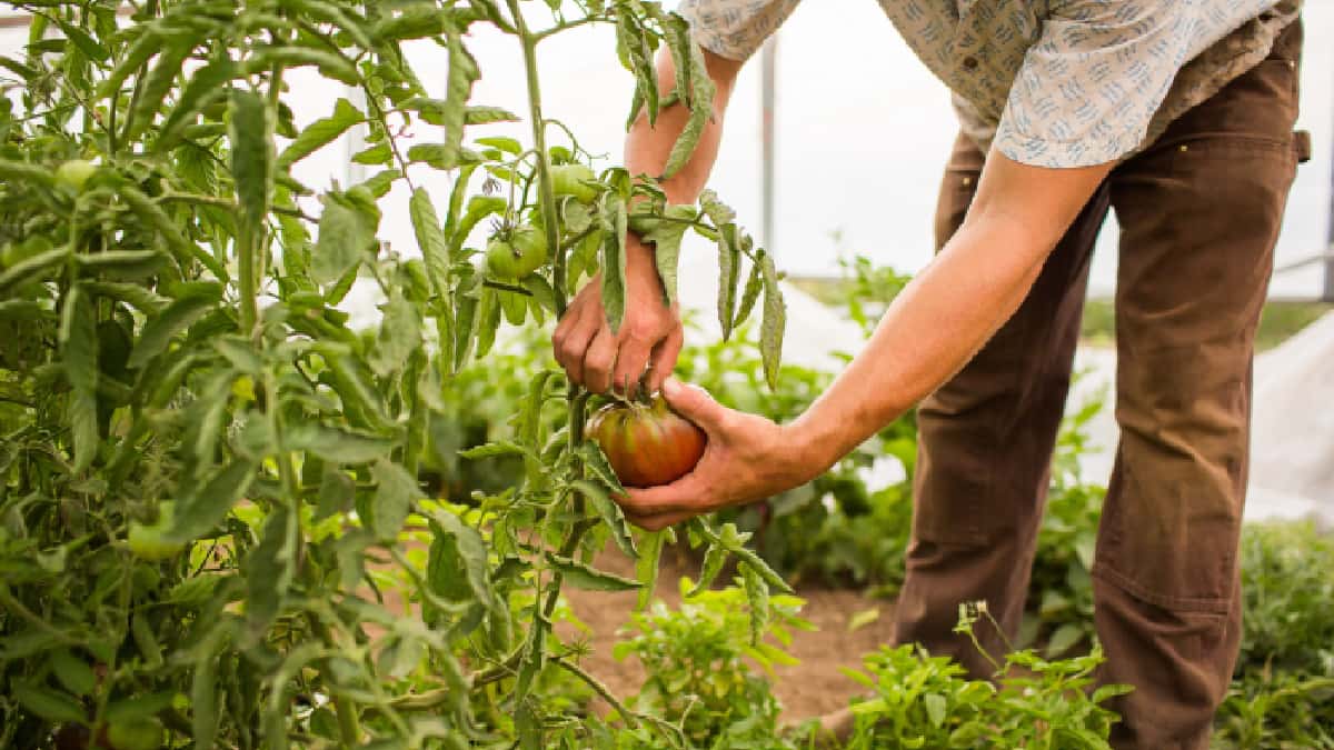 Agricultor/ Foto: Freepik Mejoran los créditos para el sector agrícola y pecuario