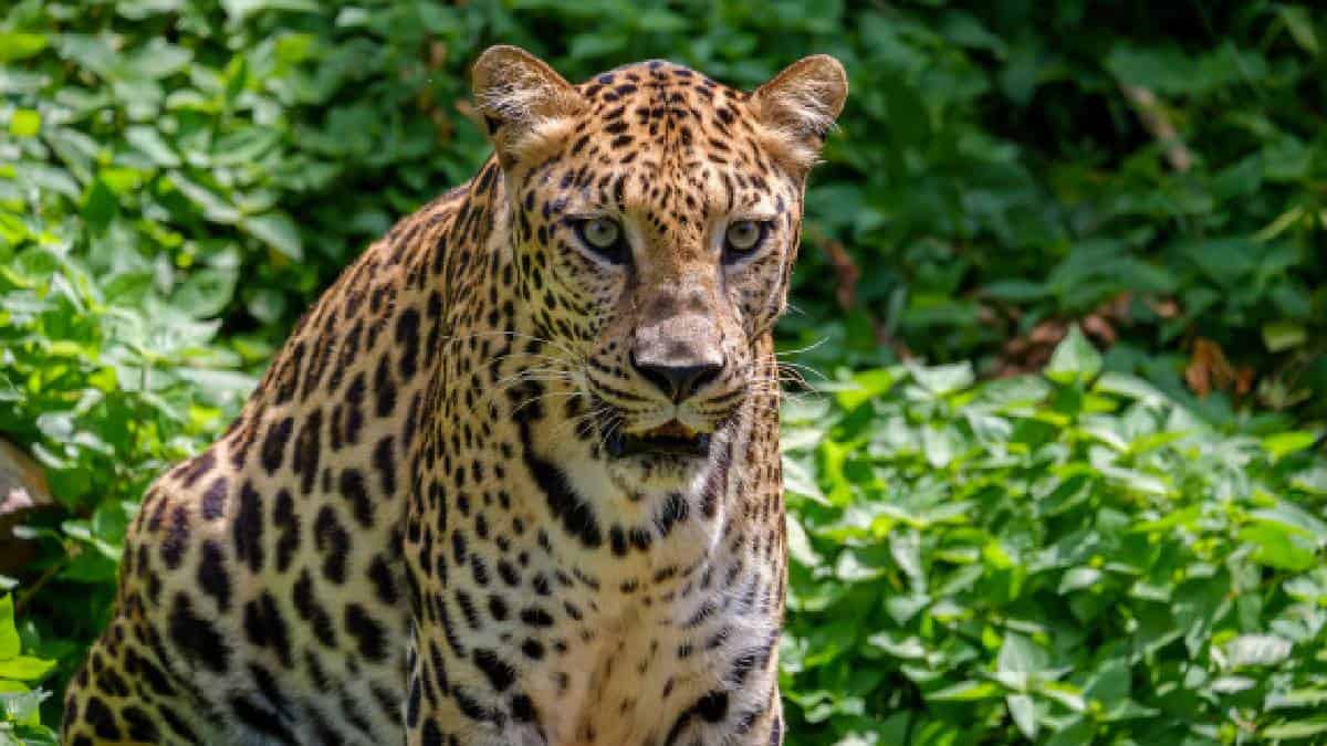 Un jaguar fue rescatado después de ser hallado con varias heridas en su cuerpo