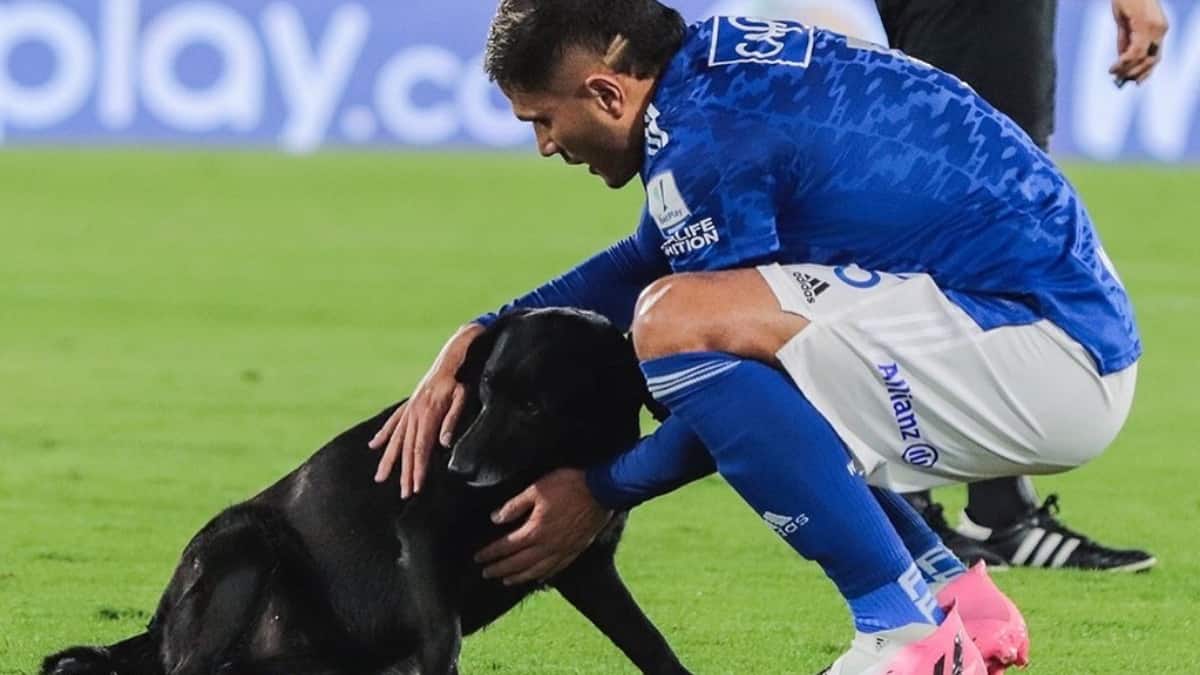 Millonarios sanción por ingreso de perro contra Cali en El Campín