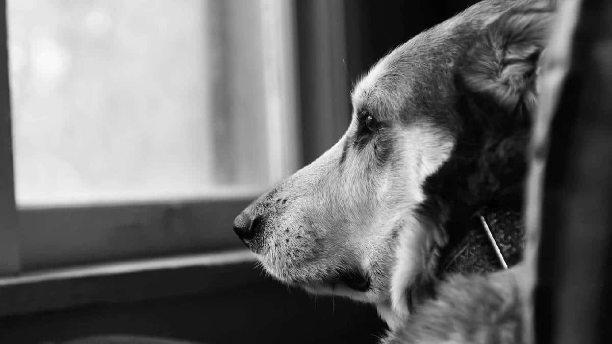 Retiran a guardia por maltrato animal en centro comercial andino