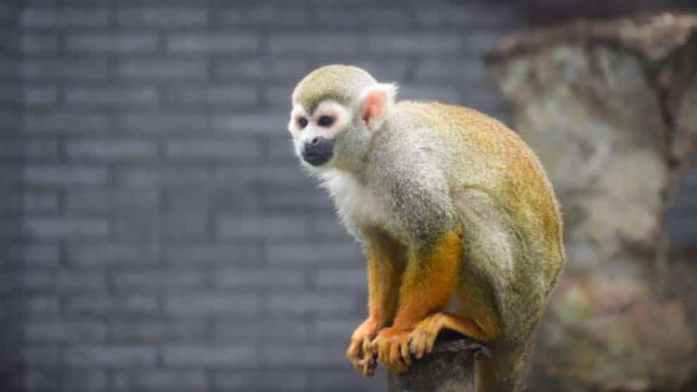 Los animales también siguen el aislamiento social y esta foto lo comprueba