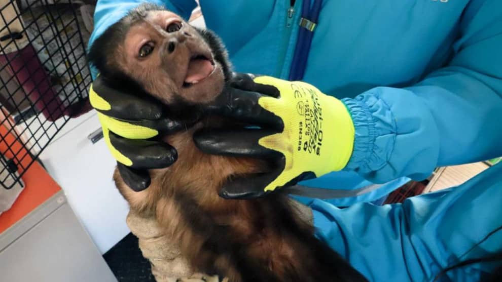 El mono maicero permanecía en cautiverio.