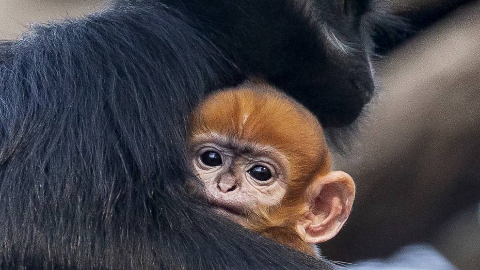 Rara especie de mono nació en un zoológico de Australia