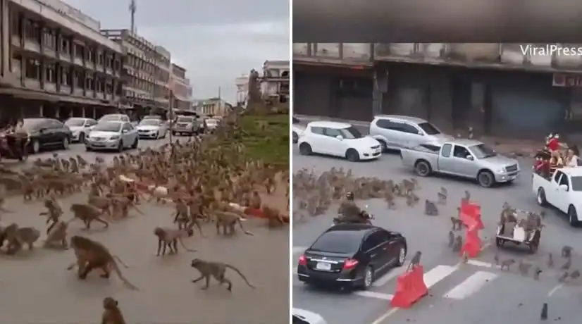 Banda de monos rivales asedian las calles tailandesas