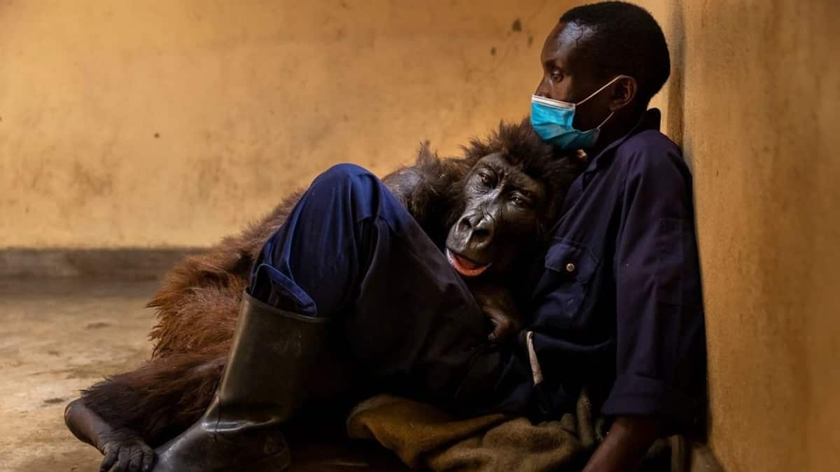 Murió en brazos de su cuidador la famosa gorila que posó para una foto