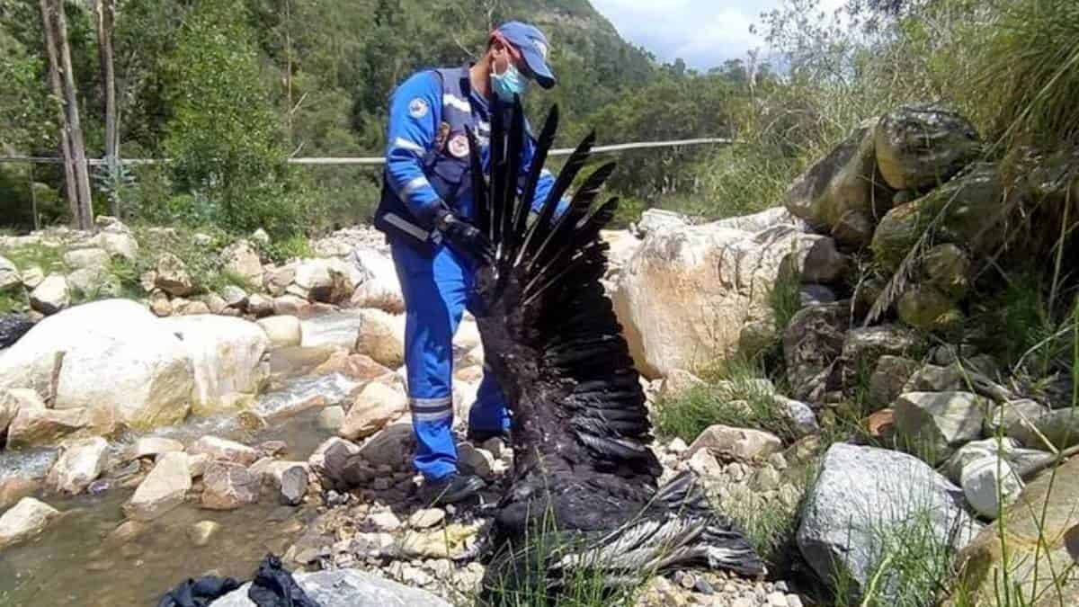 Foto: @CorporacionAutonomaDeSantanderCAS (Facebook) Investigan muerte de dos cóndores en páramo de Almorzadero