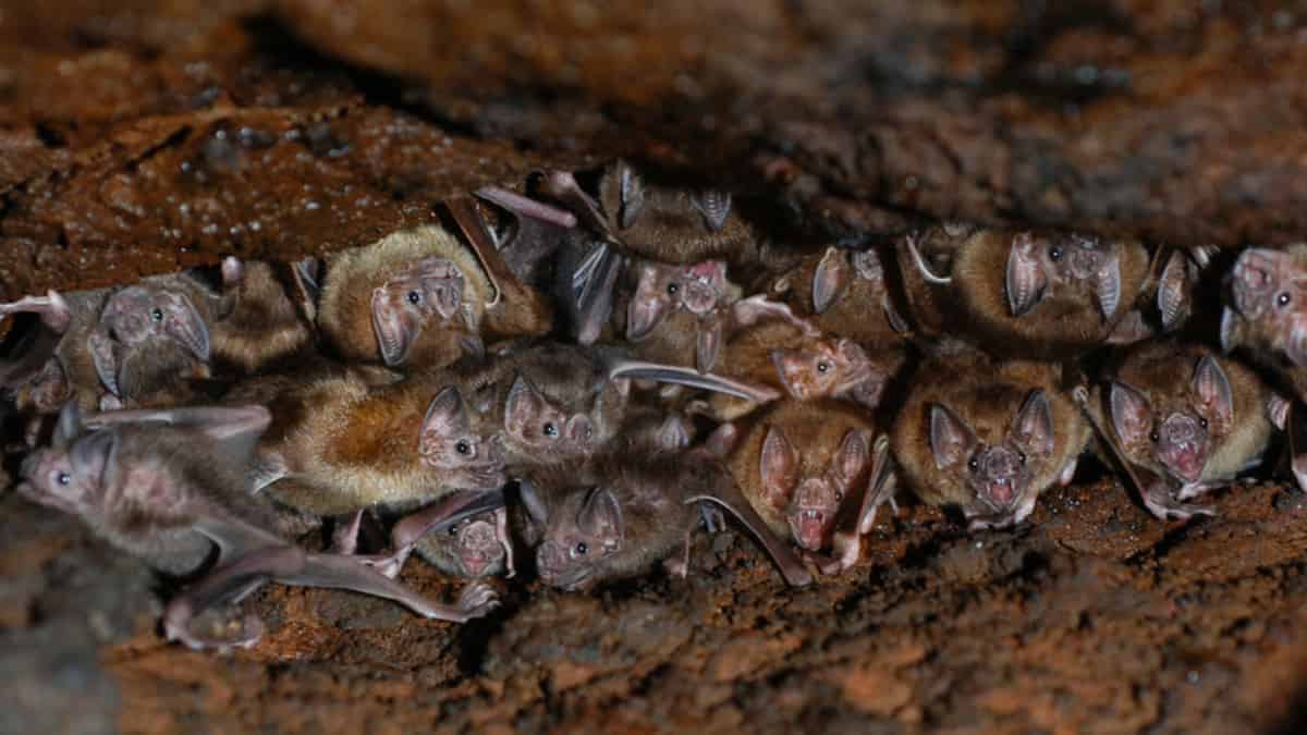 así es la vida social de un murciélago vampiro