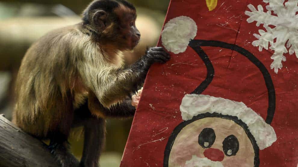 La magia de la Navidad llegó al zoológico de Cali