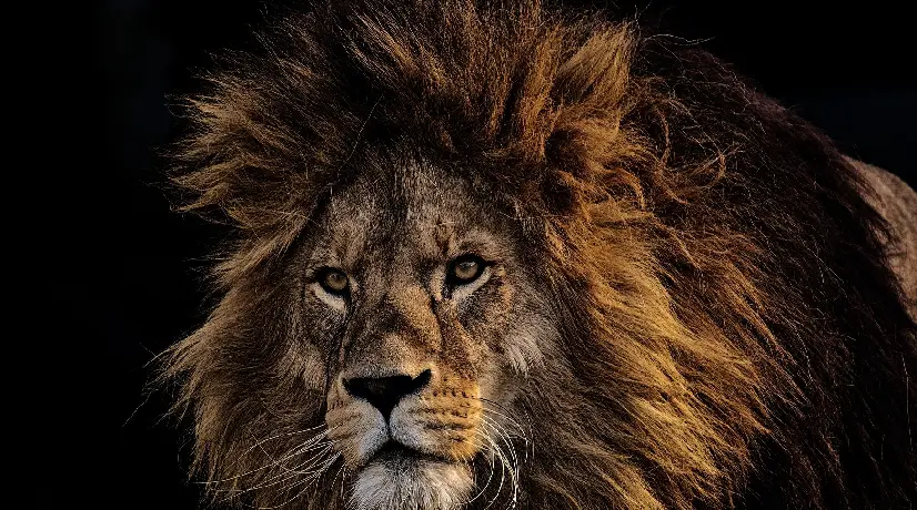 Descubren que los neandertales cazaban leones hace 48.000 años: ¿cómo lo hacían?