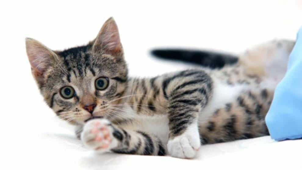 Gata atrapada en pared