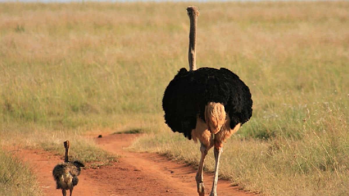 Hadara: el niño criado por avestruces en el desierto