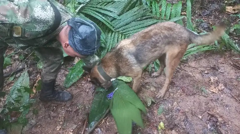 Apareció Wilson, perrito que buscó a niños en Guaviare