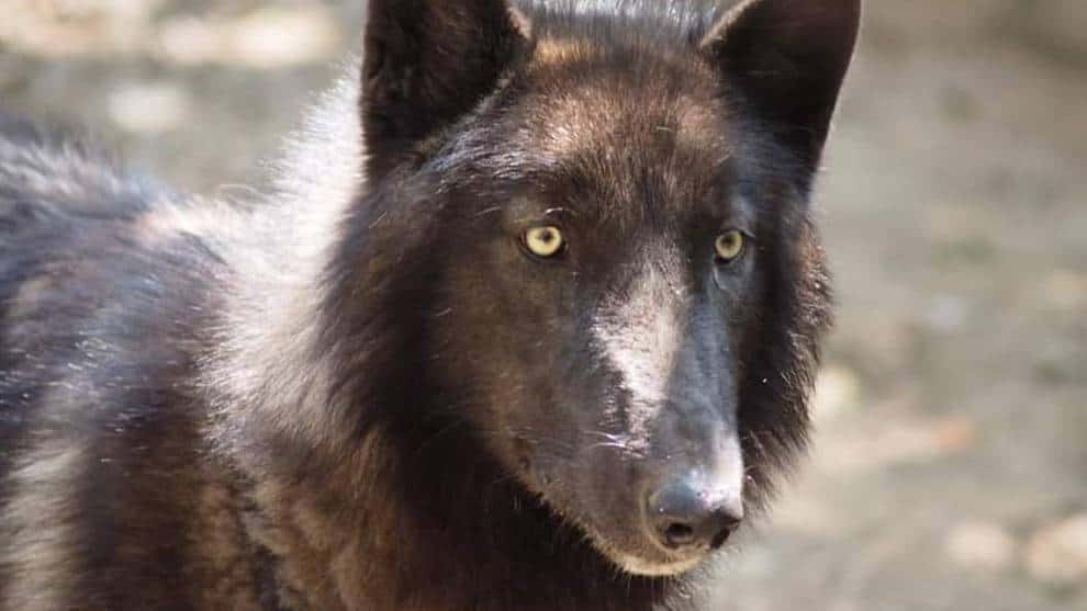 Ámarok, el perro lobo rescatado en Colombia que pocos olvidan