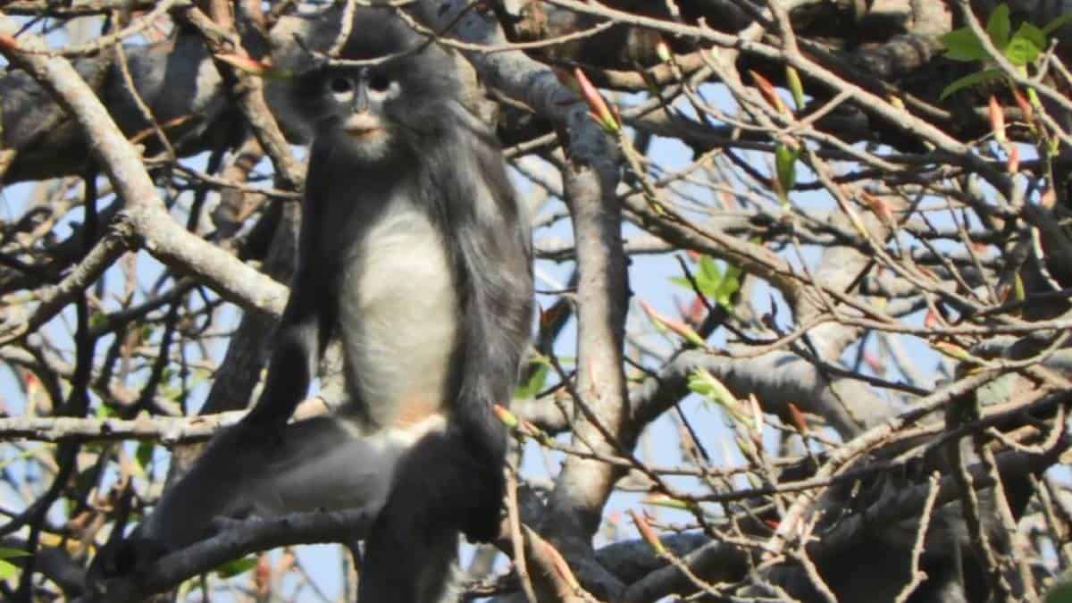 Científicos identificaron una nueva especie de primate en Birmania