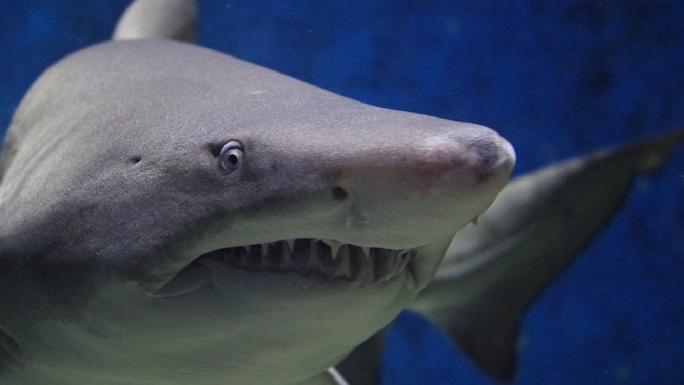 Ataques de tiburones han reducido gracias a la pandemia