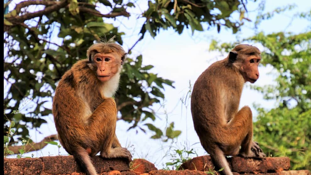 Curioso robo en India: monos robaron pruebas de diagnóstico de coronavirus