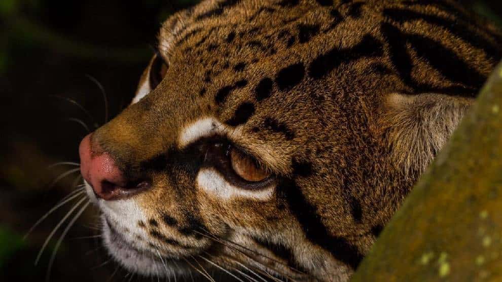Denuncian presunta caza de un ocelote en Rionegro