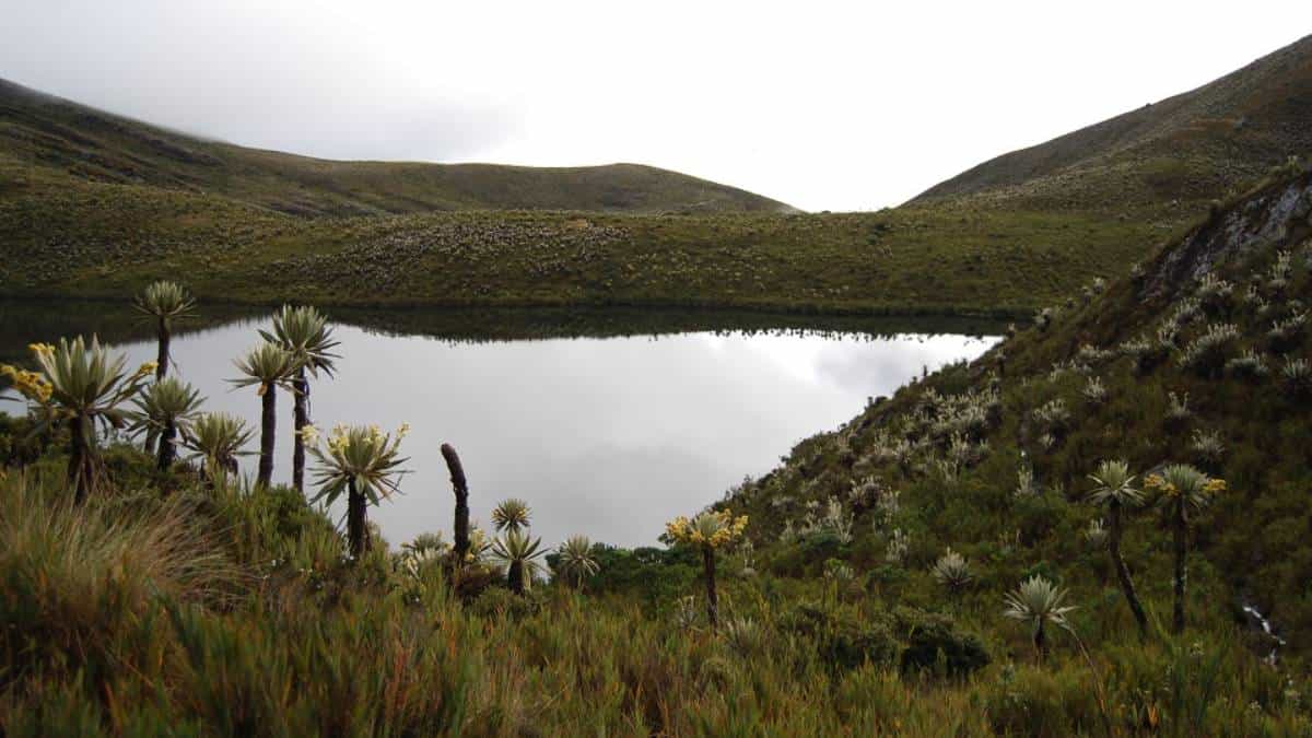Este viernes se reabre el ingreso por La Calera y Fómeque del Parque Chingaza
