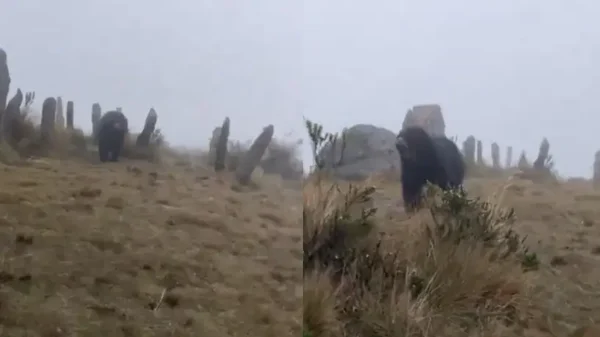 ¡Experiencia inolvidable! Oso de anteojos sorprendió a turistas en el Parque Chingaza: video viral