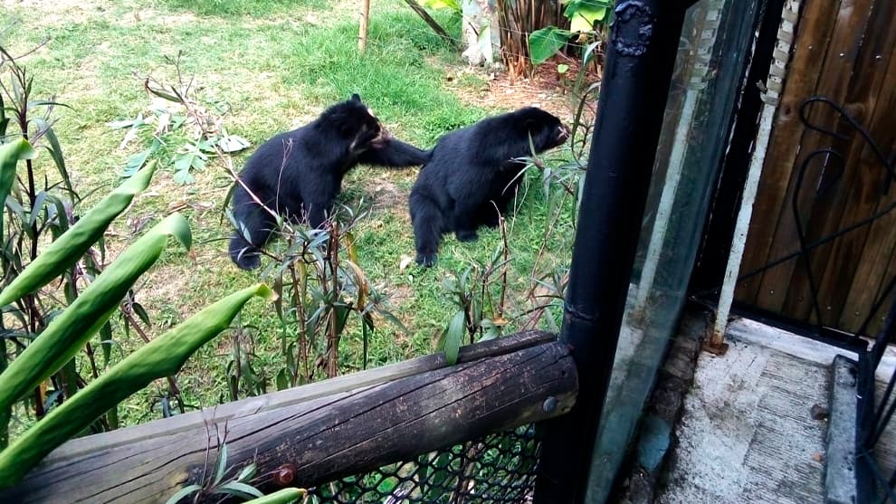 oso de anteojos chucho