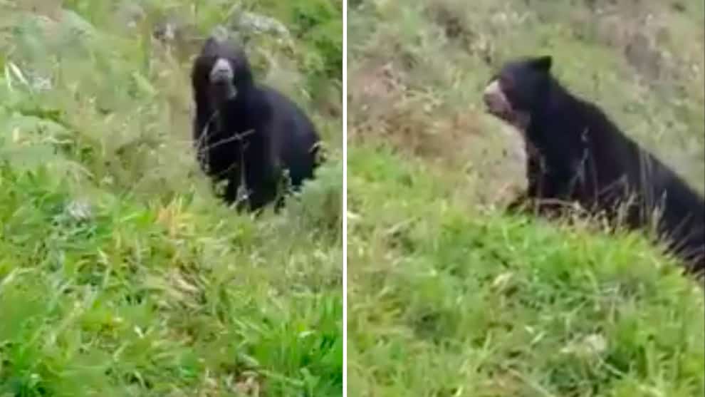 Avistan a oso de anteojos transitando por las montañas de Antioquia