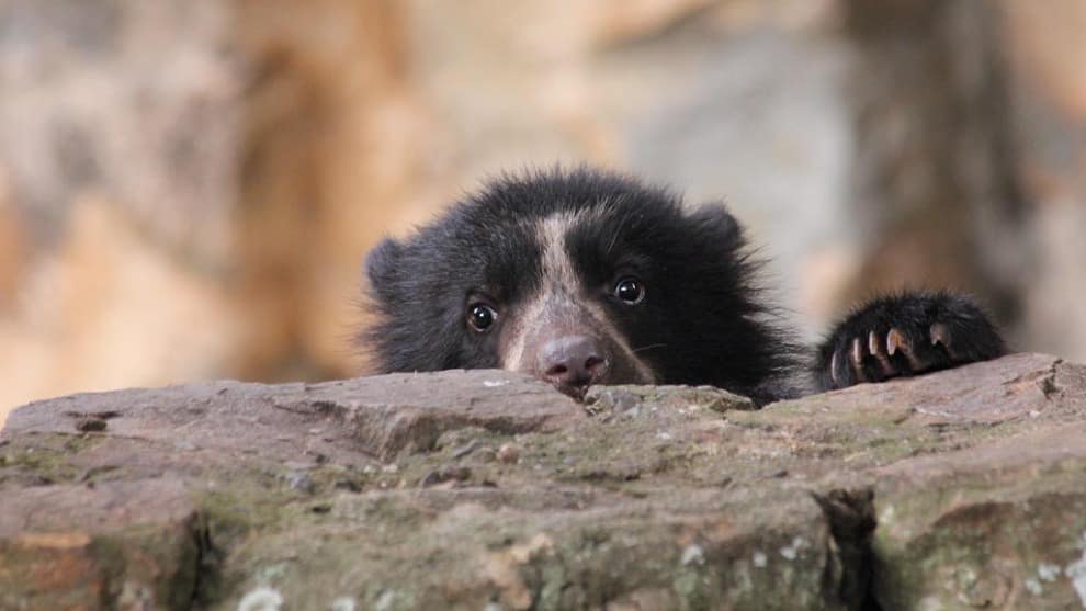 El tímido Oso Andino reaparece y deja sus huellas en medio de la cuarentena