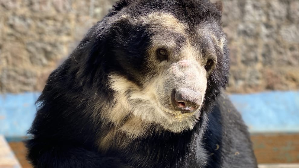 oso andino en zoo de Santancruz