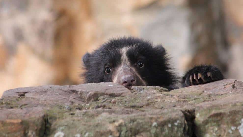 El Oso de Anteojos y la Danta andan de festival en el Huila